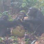 Des chimpanzés sauvages en Guinée-Bissau se partagent des fruits alcoolisés