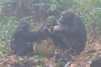 Des chimpanzés sauvages en Guinée-Bissau se partagent des fruits alcoolisés