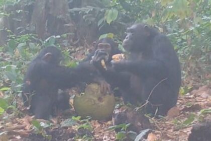 Des chimpanzés sauvages en Guinée-Bissau se partagent des fruits alcoolisés