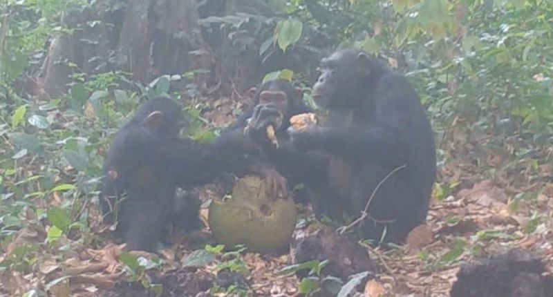 Des chimpanzés sauvages en Guinée-Bissau se partagent des fruits alcoolisés