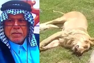 Un homme tué par son lion de compagnie en Irak