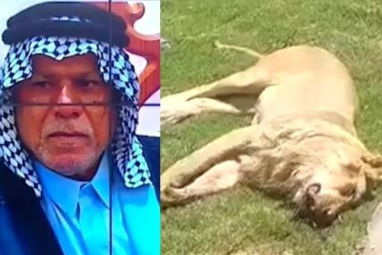 Un homme tué par son lion de compagnie en Irak