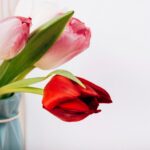 Comment faire durer votre bouquet de tulipes plus longtemps
