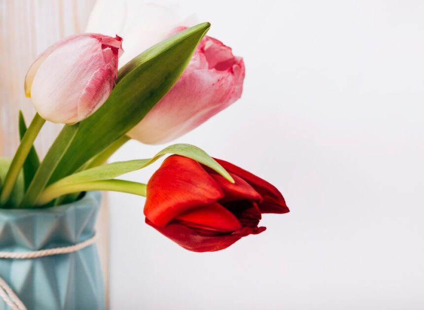 Comment faire durer votre bouquet de tulipes plus longtemps