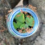 Kenya : un trafic insolite de fourmis démantelé à l’aéroport de Nairobi