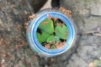 Kenya : un trafic insolite de fourmis démantelé à l’aéroport de Nairobi