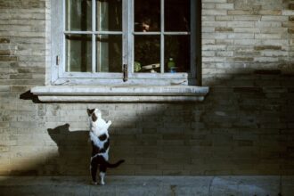 Pourquoi la curiosité change vraiment la façon dont vous apprenez