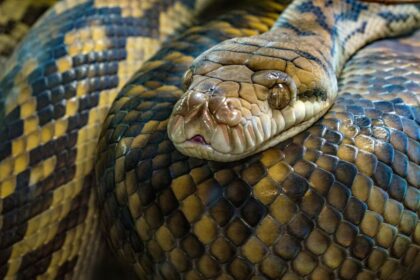 Insolite RDC : Il Offre un Serpent Vivant à Son Pasteur Pour « Tester Sa Foi » Et L&rsquo;Envoie aux Urgences