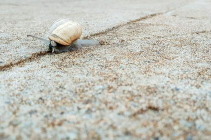 Résilience : Pourquoi les Épreuves Ne Vous Brisent Pas Toujours, Elles Peuvent Aussi Vous Transformer